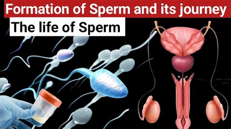 Sperm formation | Journey of sperm towards egg | anatomy #sperm # ...