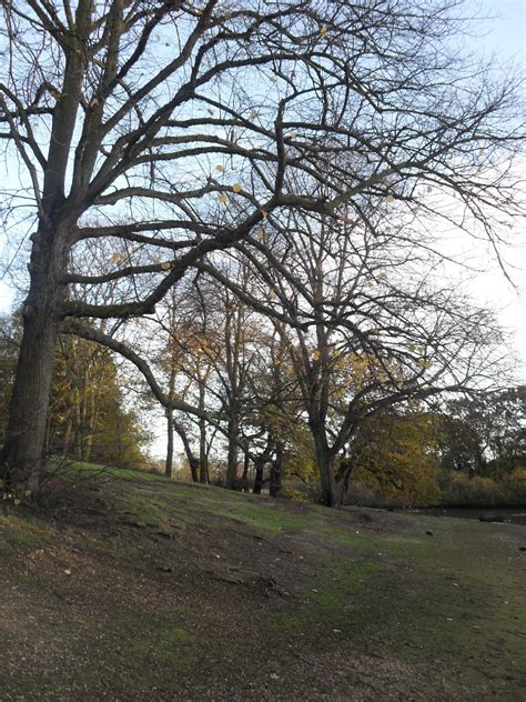 Serendipitous Moments: Wanstead Flats