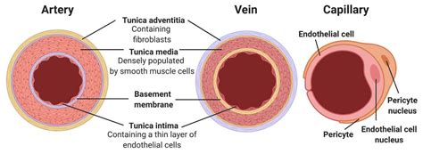 What Technique Creates A Three Dimensional Dynamic Image Of Blood