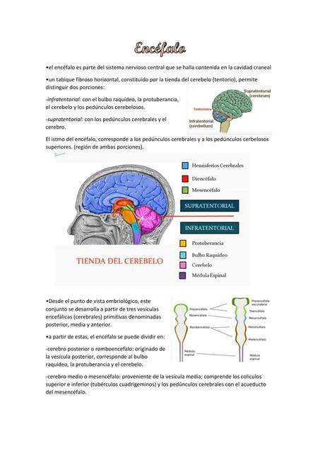 Bulbo raquídeo y encéfalo LATARJET Tini uDocz