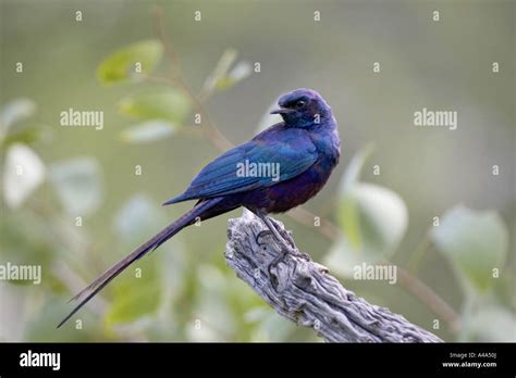 Burchells Starling Lamprotornis Australis Bird On A Branch Namibia