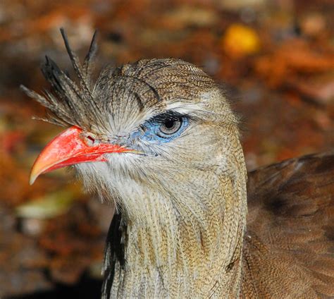 Red Legged Seriema Note The Black Eyelashes This Large Gr Flickr