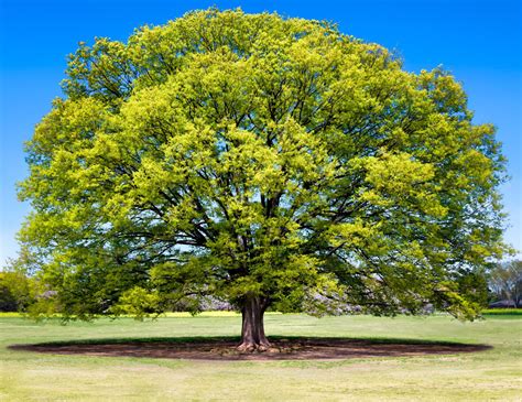 Zelkova 'Japanese Elm Tree' 10" Pot (Eco Grade) - Hello Hello Plants