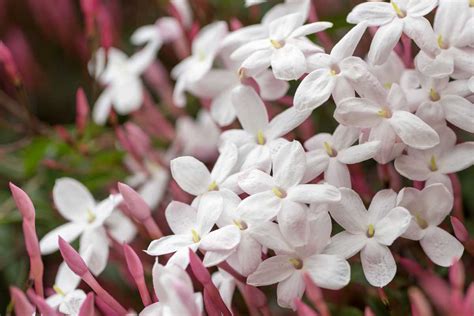 Jasminum Polyanthum Jasmin Blanc D Hiver Entretien Taille