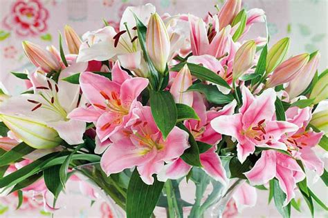 Most Fragrant Lilies