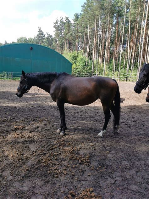 Klacz Niemiecka Sprzeda Lub Zamiana Na Konia Do Rekreacji J Zef W