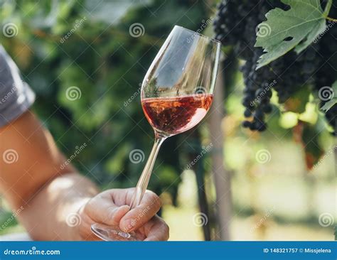 Man Holding Glass Of Red Wine In Vineyard Field Wine Tasting In