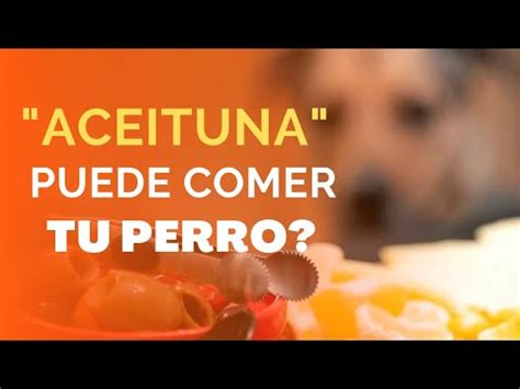 Pueden los perros comer aceitunas Descubre qué dice la ciencia sobre