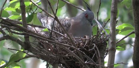 Crested Pigeon | Our Local Birds