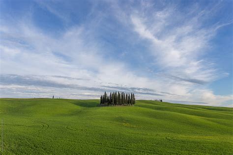 Clump Of Cypresses By Stocksy Contributor Marcin Sobas Stocksy