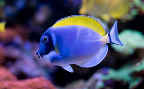 Surgeonfish - Ocean Animals