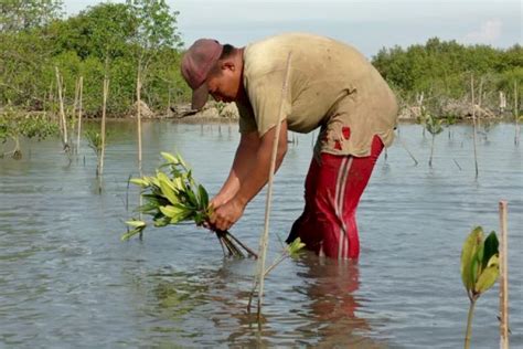 Brgm Rehabilitasi Hutan Mangrove Sangat Penting Rmolsumut Id