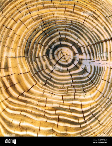 Age Rings on a Tree Stump (Dendrochronology Stock Photo - Alamy