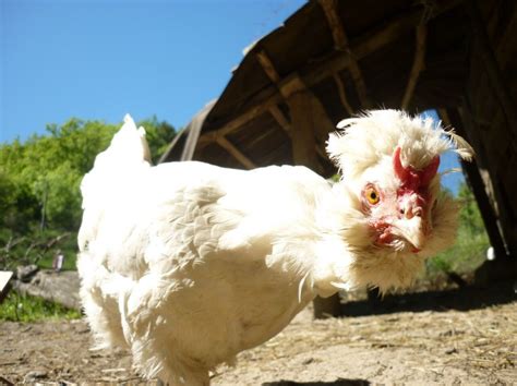 Il Salvataggio Delle Galline Senza Piume B B La Fossa