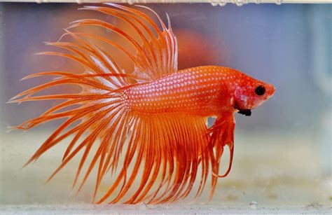 Crowntail Betta Fish Overview & Care Guide (Male & Female)