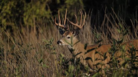 Early Season Deer Hunting Guide With HuntStand Pro Whitetail HuntStand