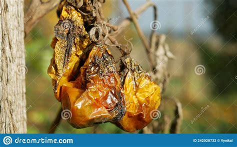 Tomato Rotten Mold Fungi Farm Farming Bio Organic Rot Rust Vegetables