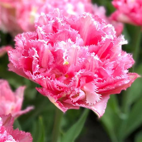 Flowers Forked Deer Flower Farm