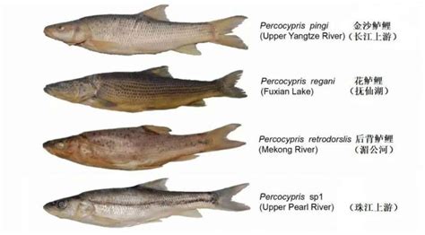 《国家重点保护野生动物名录》的保护鱼类共有87种法制动态西南渔业网 水花鱼 水产养殖专业网 渔业行业门户网 西南水产网 第一线养鱼网 丰祥