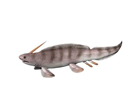 Prehistoric Shark