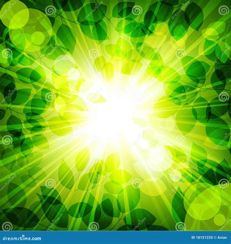 Sun In Green Leaves Stock Vector Illustration Of Freshness 18151220