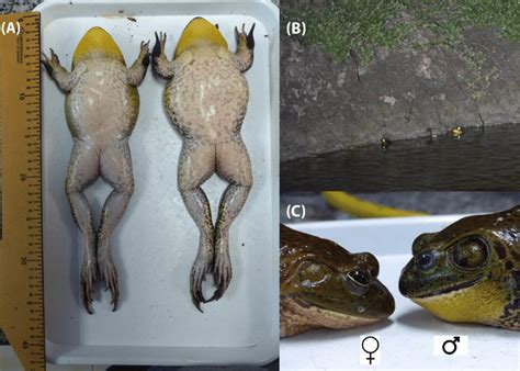 A Adult American Bullfrog Specimens Collected At Santay Island B Download Scientific