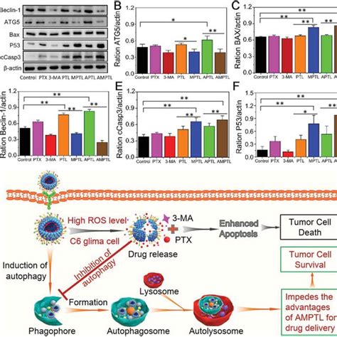 Inhibition Of Autophagy By 3‐ma Arrested Cell Cycle And Promoted