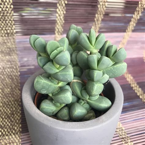 Small succulent : r/whatsthisplant