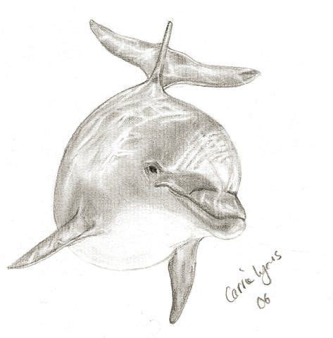 Dolphin drawing Dolphin Drawing, Dolphin Wall Art, Animal Sketches ...