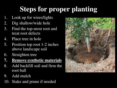 Ppt Planting And Establishing Trees Powerpoint Presentation Free