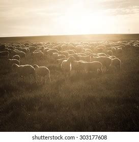 Backlit Flock Nostalgic Style Stock Photo Shutterstock