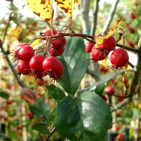 Crataegus Prunifolia Splendens Buy Frosted Hawthorn Trees