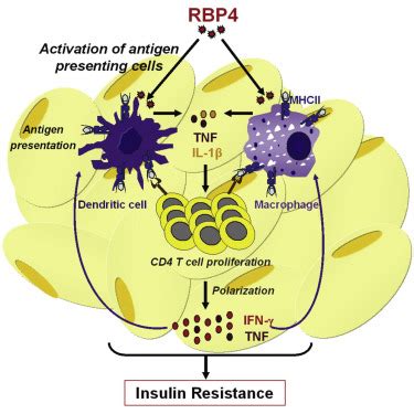 Retinol binding protein 4 - Alchetron, the free social encyclopedia