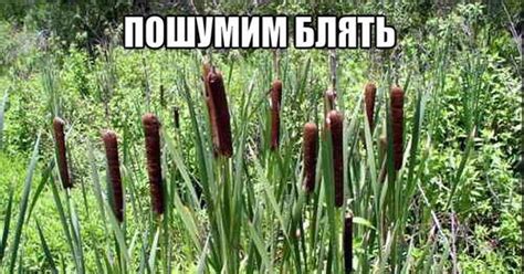 Пошумим | Пикабу