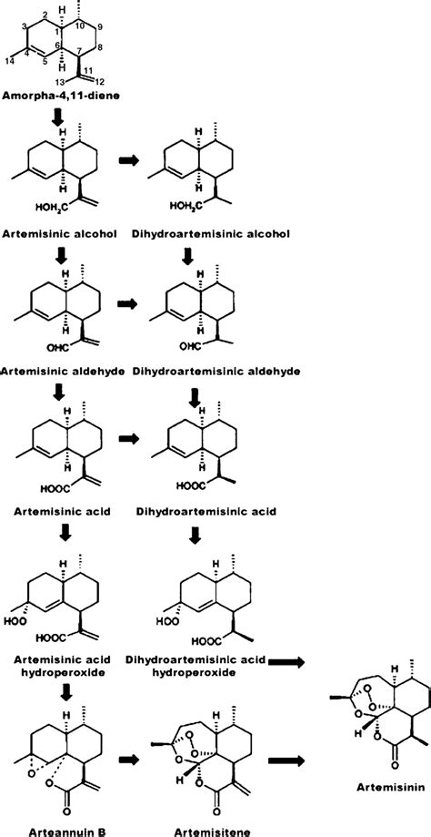 An Integrated Artemisinin Biosynthetic Pathway In A Annua Adopted