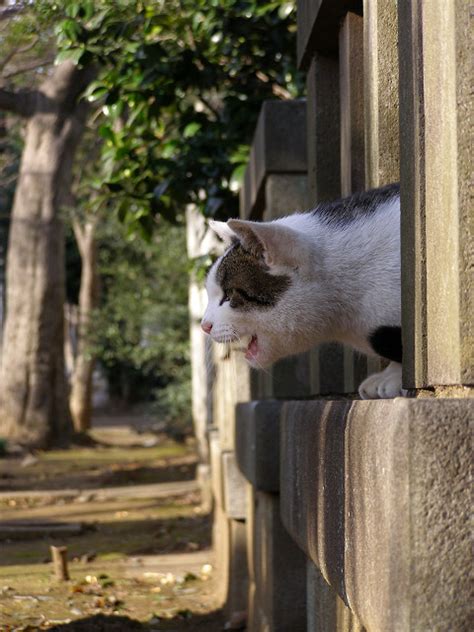 玉垣の間から 町猫 旅猫 猫は何処にでもいるよ