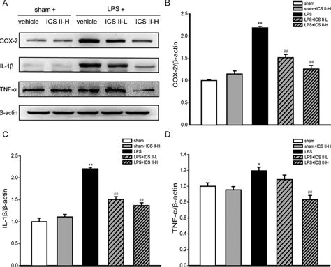 Effect Of Ics Ii On Cox 2 Il 1β And Tnf α Protein Expression In The