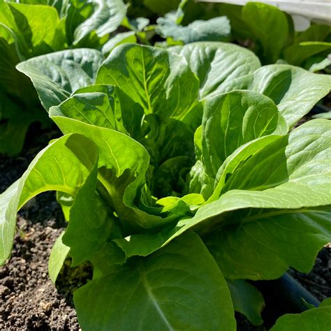 Sucrine Romaine Lettuce The Plant Good Seed Company