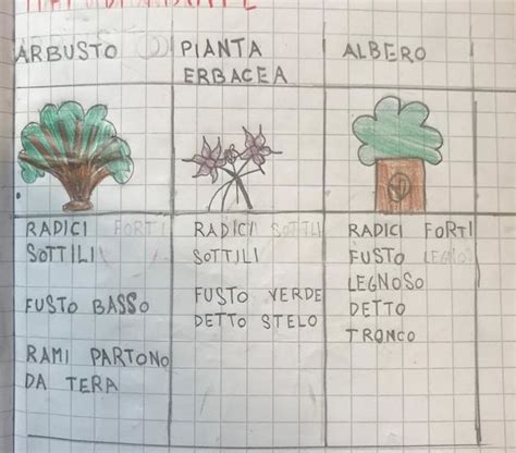 Classe Seconda Impariamo A Riconoscere I Tipi Di Piante Scuola Dell