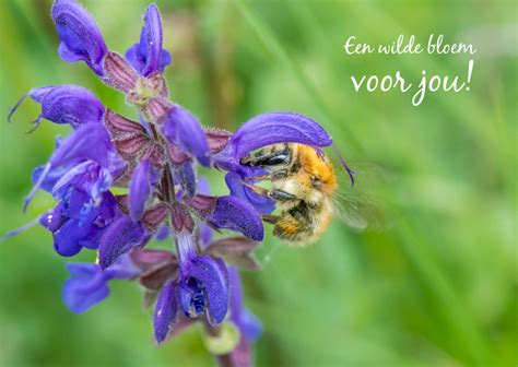 Bloemenkaart Met Paarse Salvia En Een Mooie Bij Kaartje2go