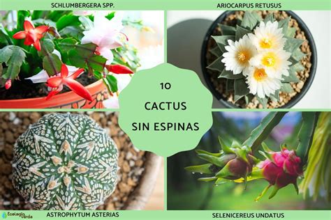 Cu Les Son Los Cactus Sin Espinas