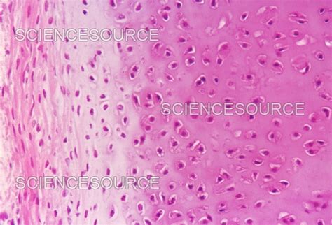 Hyaline Cartilage And Perichondrium Stock Image Science Source Images