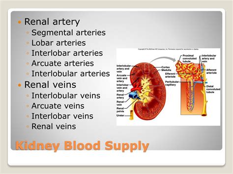 Ppt Chapter 15 Urinary System Powerpoint Presentation Free Download Id 1889968