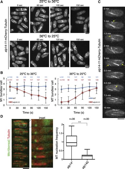 The XMAP215 Ortholog Alp14 Promotes Microtubule Nucleation In Fission