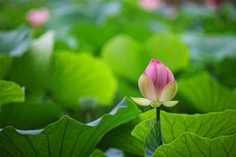 How Does A Lotus Flower Grow The Life Cycle Of A Lotus Earth