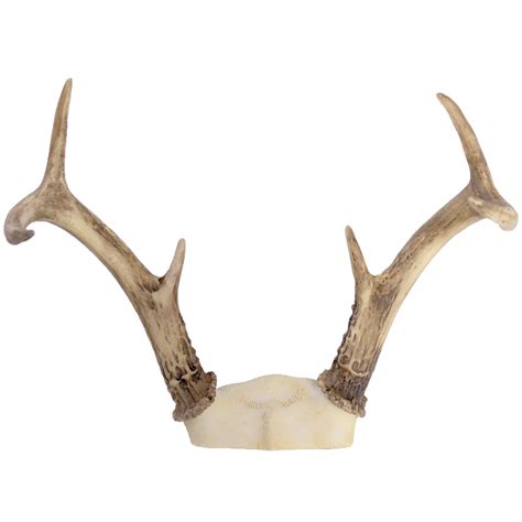 Gathered 3 Point White Tail Deer Antler Rack By Bci Crafts