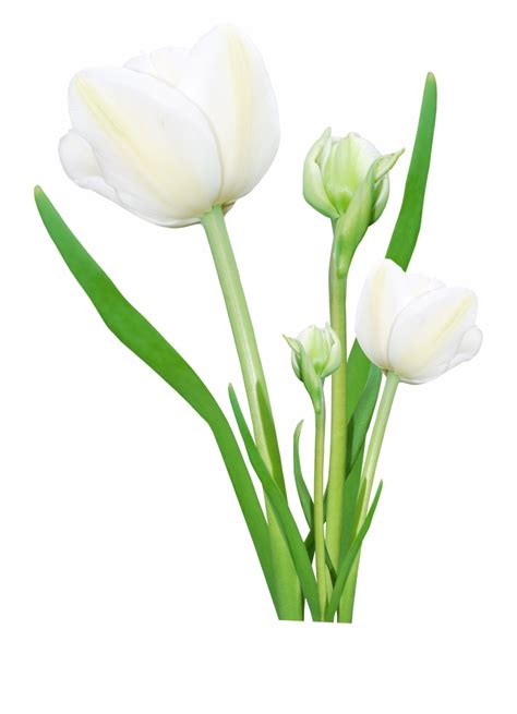 Real Flower Png Hd Clip Art Library