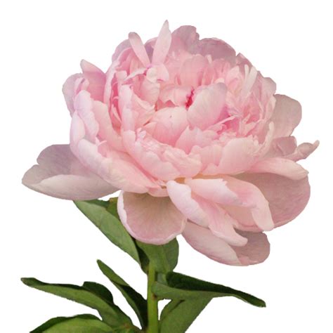 Blush Peonies November Delivery Wholesale Flowers Fiftyflowers