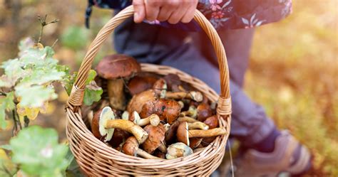 Sortie R Colte De Ch Taignes Et Champignons Autour De Paris Et Sans