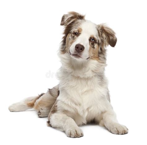 Australian Shepherd Puppy, 6 Months Old Stock Photo - Image of lying ...